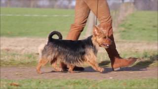 Australian Terrier Zucht von den Grauen Anfurten screenshot 4