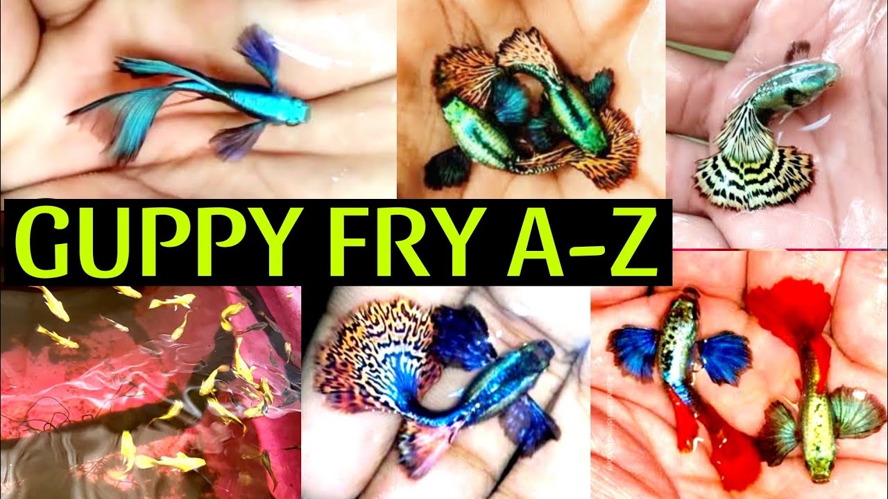 GUPPY FRY CARE AND FOOD FULL GUIDE GUPPY FISH BREEDING GUPPY FISH