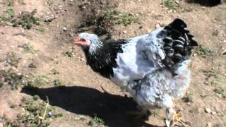 Safkan Dev Brahma Tavuğu