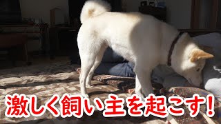 柴犬に激しく起こされて飼い主の顔が大変な事になったｗｗ