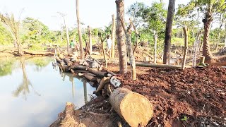 Đi chặt gỗ về làm mái và tiếp tục đào rãnh nước tại vườn mới || Tony Phong cuộc sống Châu Phi