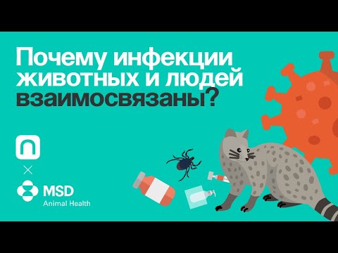 Почему инфекции людей и животных взаимосвязаны?