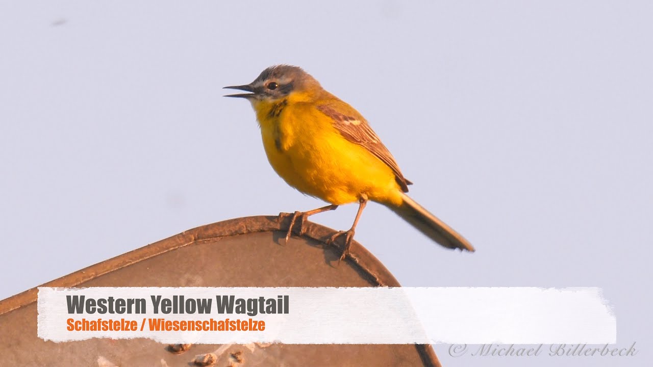 Western Yellow Wagtail (Motacilla flava) / Schafstelze bzw. Wiesenschafstelze [05]