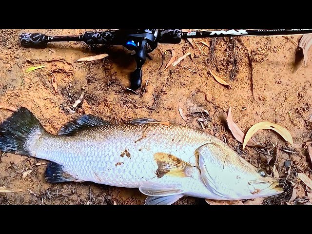 In search of Barramundi, West of Darwin to the Adelaide River. 