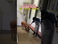 杀猪时 猪跪拜屠夫 请求不杀 动物也是有灵性的 杀猪时 猪跪拜屠夫 请求不杀 动物也是有灵性的
