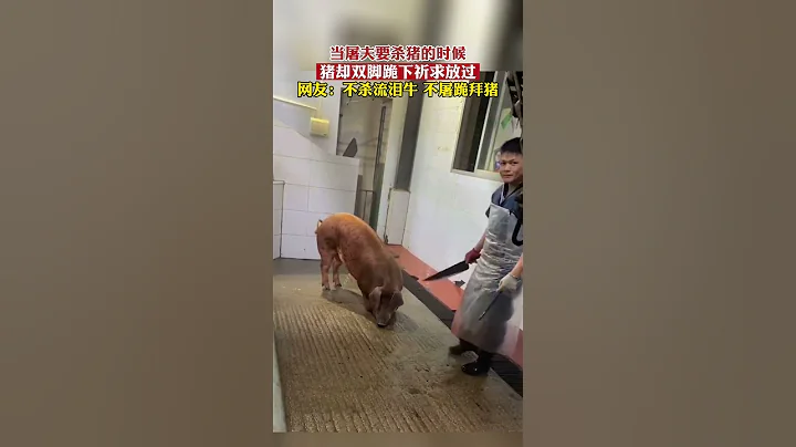 殺豬時，豬跪拜屠夫，請求不殺。動物也是有靈性的。 - 天天要聞