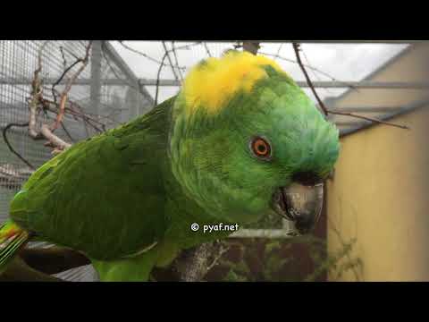 Amazona auropalliata - pyaf.net
