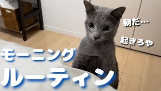 朝時半、ごはんのあと遊び相手を求め主を叩き起こすかわいい猫【ロシアンブルー】モーニングルーティン