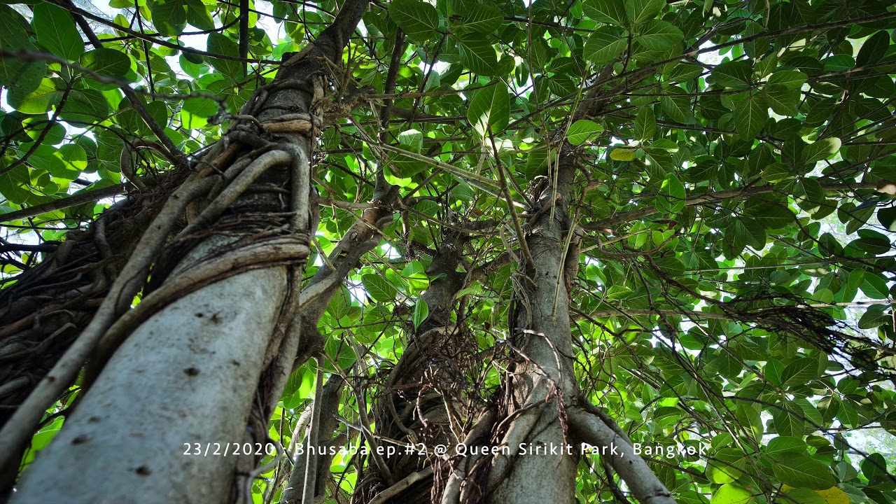 Bhusaba ep.#2 @ Queen Sirikit Park, Bangkok in 4K