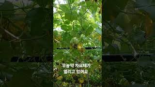 #무농약차요테 열매가 열리는 현장이에요 #친환경농업 인 #잡초농법 을 이용해서 재배해요~ #상주잡초농부 #이영택 #회원님 #상주친환경농업연합회