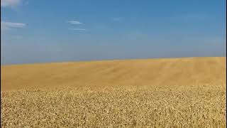 Dahboo777 EXPOSED Ukrainian Troops Are Burning Huge Amounts of Wheat and Corn As They Leave Mariupol