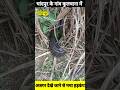चांदपुर के कुलचाना में दिखाई दिए अजगर गांव में हड़कंप #bijnorprimeupdate #bijnorlive