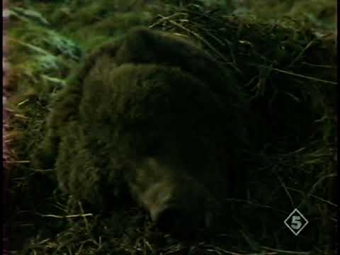 Охотники (1994) / Фильм четвертый / Гигантские гризли острова Кодиак