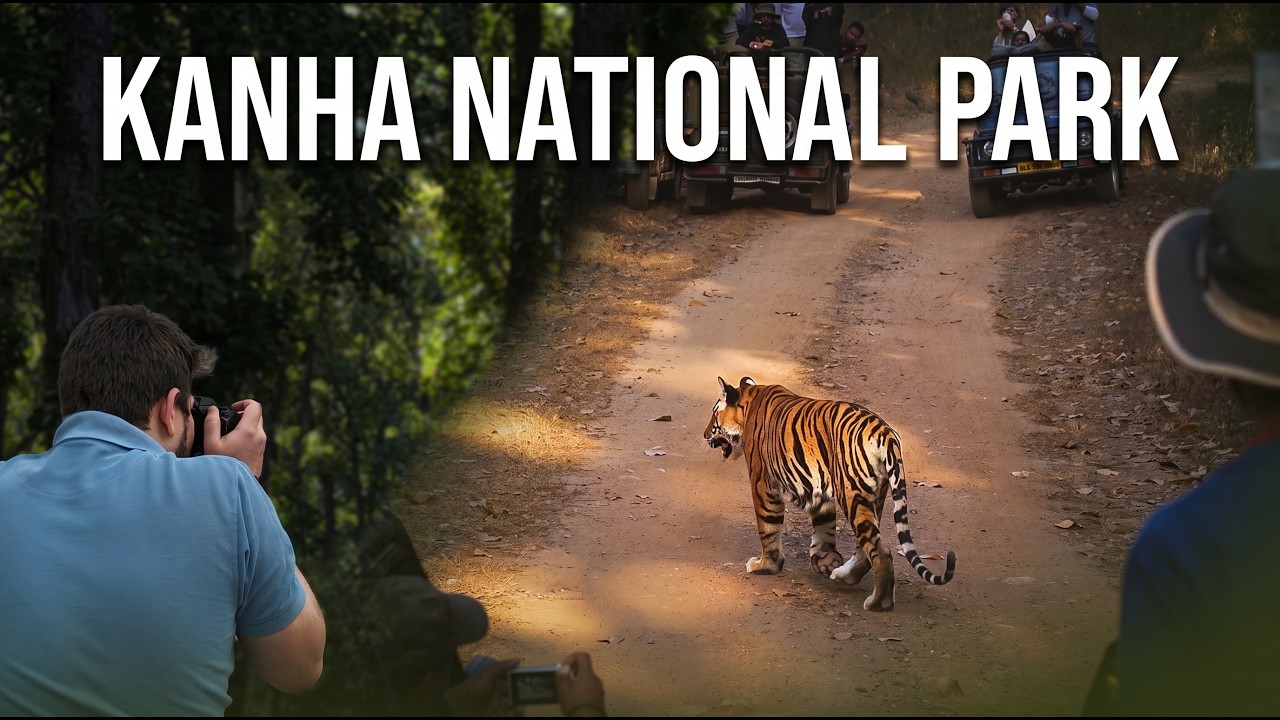 Wild Indian Safari In Kanha (Insane Tiger Spotting)!  #wildlife #tiger