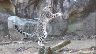 Snow leopards jumping and being awesome