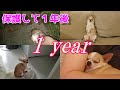 【1年のまとめ】スムースチワワ犬を保護して1年、こんなに変わりました🐶💛　A year has passed since I rescued the abandoned chihuahua dog.