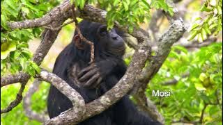 'Mating Machine': Chimps in Issa Valley, Tanzania