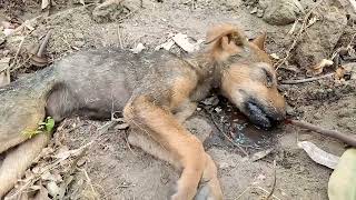 PUPPY IS IN DEATH POSITION   |  DOG RESCUE VIDEO