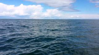 Baby Orcas come right up to the boat