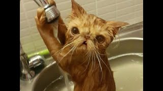 Funniest Cats 😹 Silliest Creature on Earth 😂 Funny Cats Videos 2024 #1