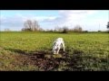 I buried my beloved spanish pointer Ferdo today