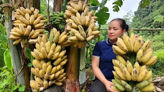 Harvesting Banana Fruit Garden Goes to the market sell - Gardening | Lý Thị Ca