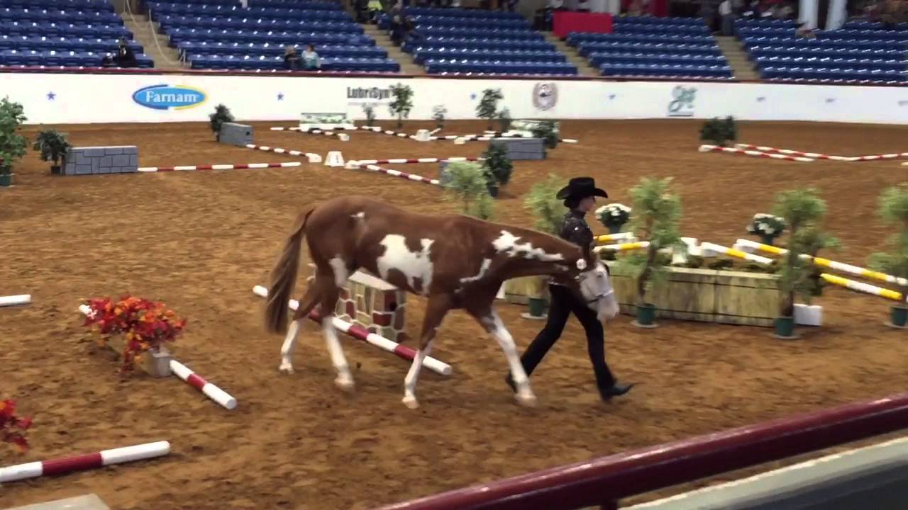 Open InHand Trail Reserve World Champion APHA World Show YouTube