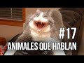 Animales que hablan 17  carlos roca carlosrocalocutor