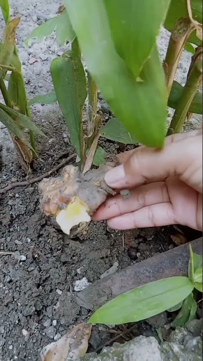 CARA BIKIN BEDAK ADEM DARI TEPUNG BERAS⁉️