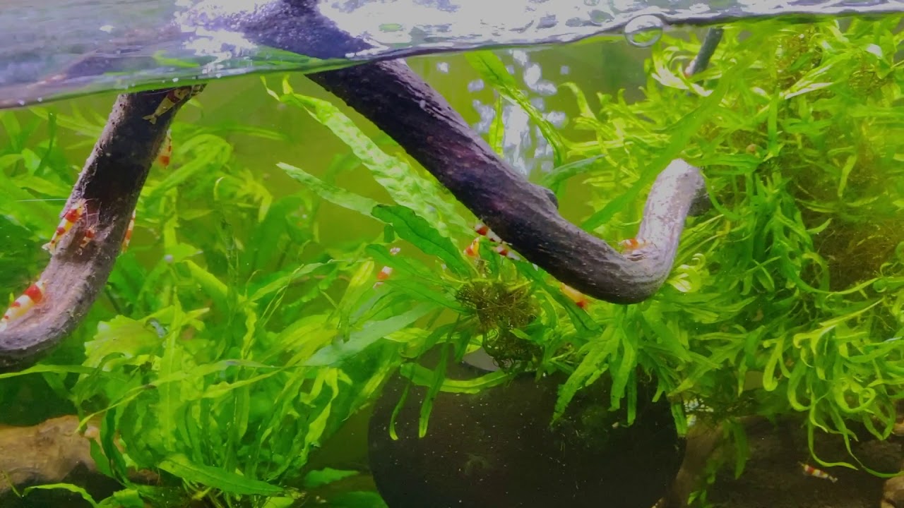 拾った流木でレイアウトを組んだ水槽の話 - YouTube