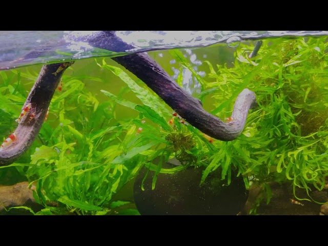 拾った流木でレイアウトを組んだ水槽の話 - YouTube