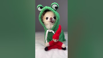 Chihuahua Cedric Opens Advent Calendar | Day 18 #shorts