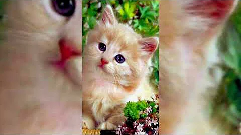 Watch the video about Very Cute Kittens and Cats Video 2022 #cuteanimals #petlover #cute #meow #kittens❣️❣️