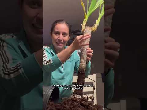 וִידֵאוֹ: Should I Repot Yucca - Repotting Yucca Houseplants