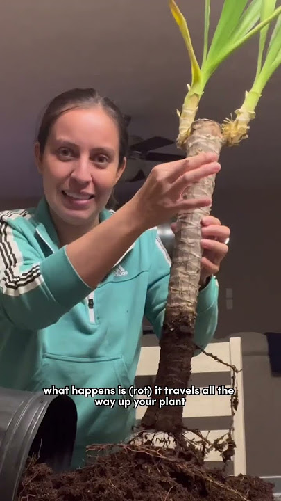 That’s yucca was yucky… with rot #yucca #plantcaretips #rotting #plantpeople
