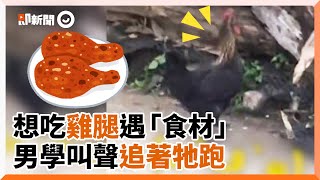 男早起想吃雞腿 遇「食材」逛大街上演追逐戰|公雞|動物|雞肉 男早起想吃雞腿 遇「食材」逛大街上演追逐戰|公雞|動物|雞肉