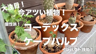 【珍奇植物】レイヴンのバックヤードいったら想像以上にヤバかった！！