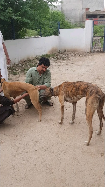 Download lagu greyhound dog #shorts #dog #trending #viral