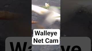 My First Walleye Ever Landed in the Net Cam / Fishing Between Storms