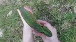 Incroyable pêche d'un beau brochet bleu fluo en rivière