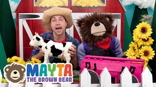 Mayta the Brown Bear  Toddler Learning Videos Live Stream