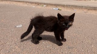 rescue a miserable stray kitten abandoned in street