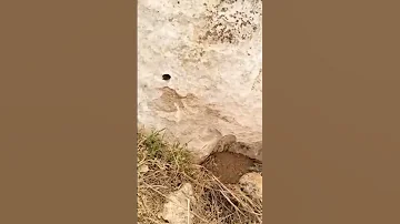 تحليل ضربة سيف 