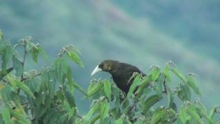 Birds Of Peru Dusky-Green Oropendola Psarocolius Atrovirens