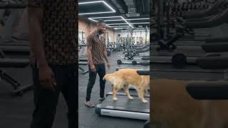Dog training on the thread mill. #viral #funny #germanshepherd