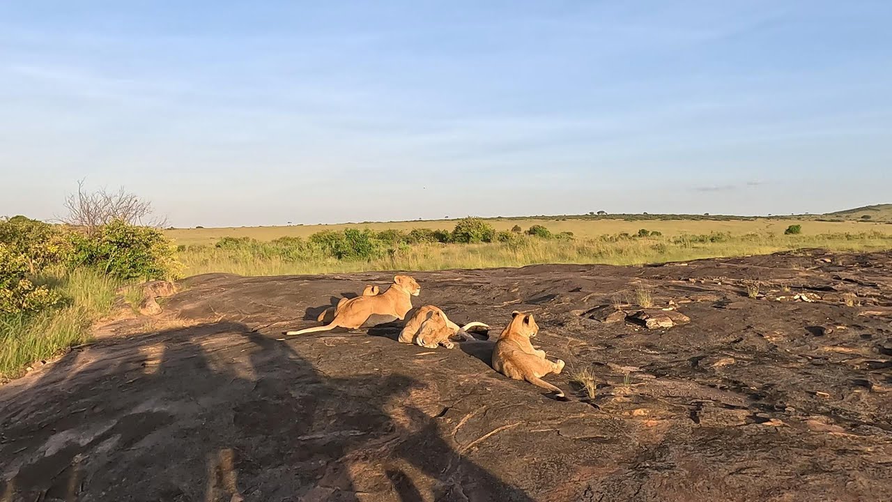 kenya 2024 - Maasai Mara - Lago Naivasha - Lago Nakuru