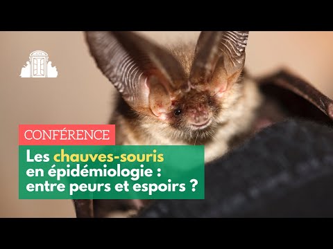 Vidéo: Couleur de la membrane muqueuse normale chez le chien