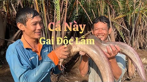 Con cá có gai cực độc ở miền tây làm cái hang thiệt kỳ lạ | Cù Lao Dung Vlogs #395