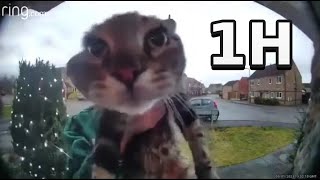 Cat meow at the doorbell for 1h | кот мяукает на камеру 1h