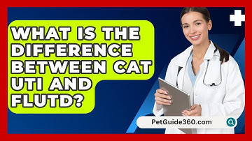 What Is The Difference Between Cat UTI And FLUTD? - PetGuide360.com